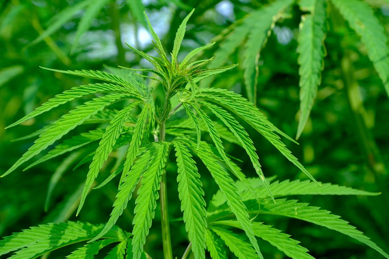 Exploring the Different Strains of THCA Flower for Indoor Growing